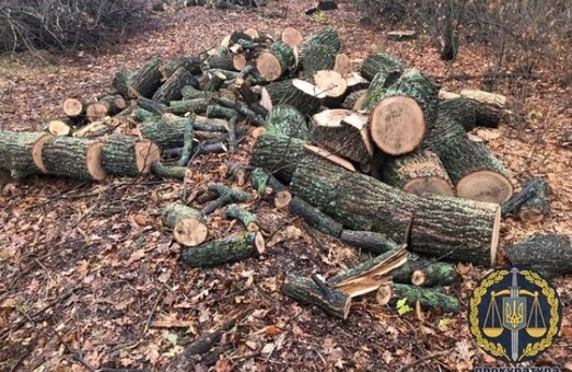 Незаконная вырубка леса: двум харьковским «черным лесорубам» сообщено о подозрении