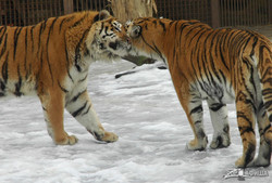 День святого Валентина в Харьковском зоопарке (ФОТО, ВИДЕО)
