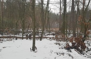 В Гутянском лесхозе выявили многомиллионные нарушения – экоинспекция