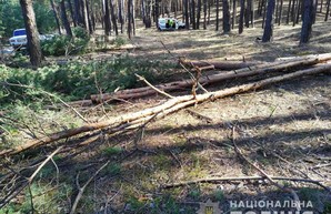 На Харьковщине «черные лесорубы» не прекращают орудовать даже во время карантина (ФОТО)