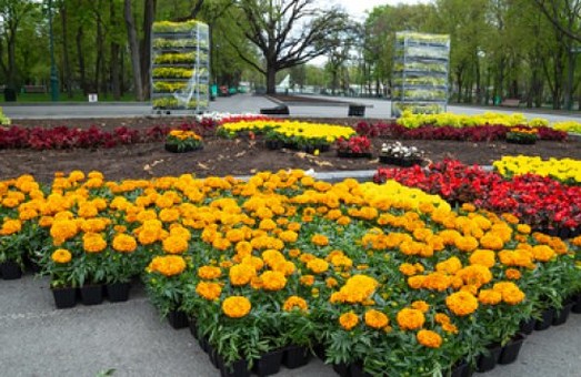 В саду Шевченко и на Мемориале Славы высаживают цветы