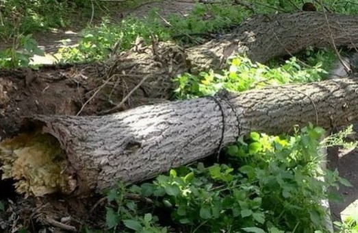 Разгул стихии в Харькове: упало около двух десятков деревьев
