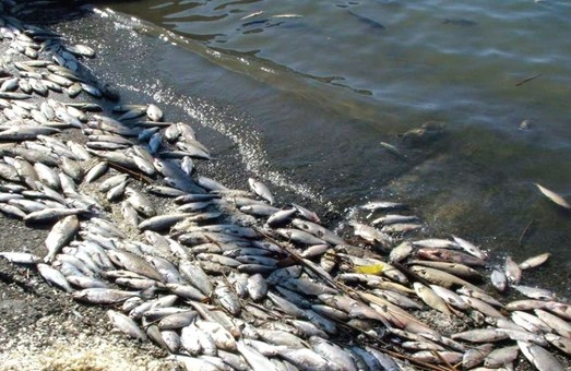 На Печенежском водохранилище зафиксирована массовая гибель рыбы (ВИДЕО)