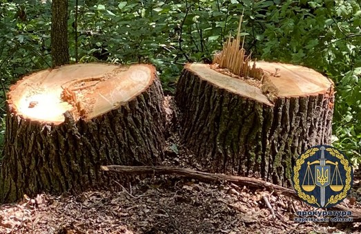 Вырубка почти 100 деревьев на Харьковщине: прокуратура сообщила о подозрении (ФОТО)