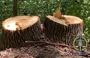 Вырубка почти 100 деревьев на Харьковщине: прокуратура сообщила о подозрении (ФОТО)