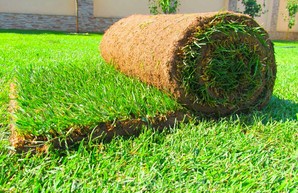 В главном харьковском парке решили не экономить на траве