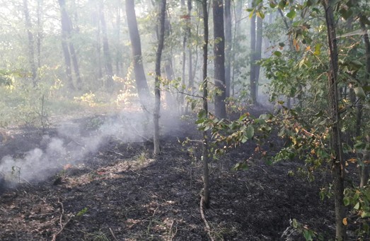 Под Харьковом снова горел хвойный лес