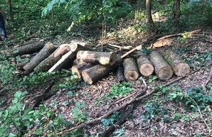Харьковским «черным лесорубам» грозит до семи лет тюрьмы