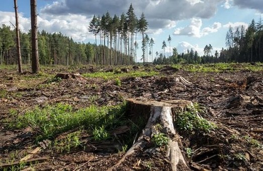 Ущерб государству почти на 7 миллионов: на Харьковщине будут судить четырех мастеров леса