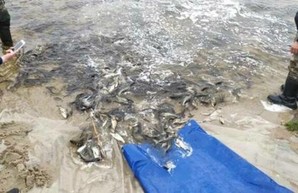 Харьковские водоемы пополнились молодыми ресурсами