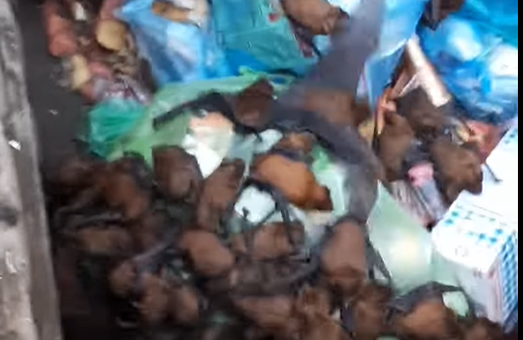 В Запорожье на помойку заживо выбросили 700 летучих мышей