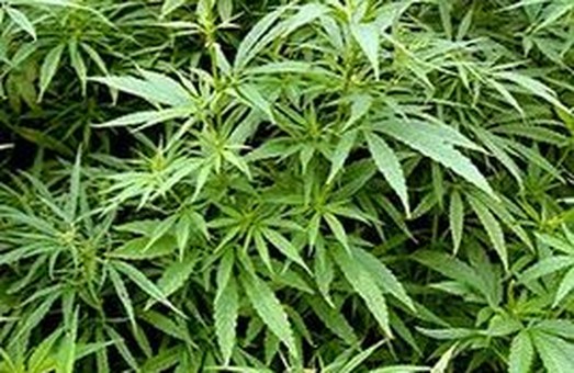 Легализацию марихуаны поддерживают до 80% нардепов от «Слуги народа»