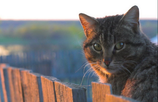 В Херсоне коты стали частью экосистемы