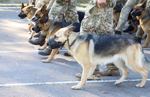 Впервые на параде ко Дню Независимости примут участие собаки пограничников