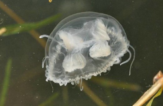 В Днепре обнаружили медуз
