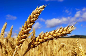 В Украине прогнозируют самый большой урожай за всю историю