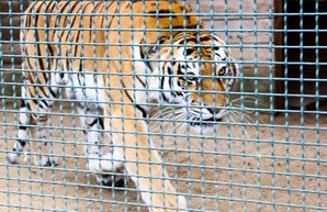 В Крыму тигр откусил палец годовалому ребенку