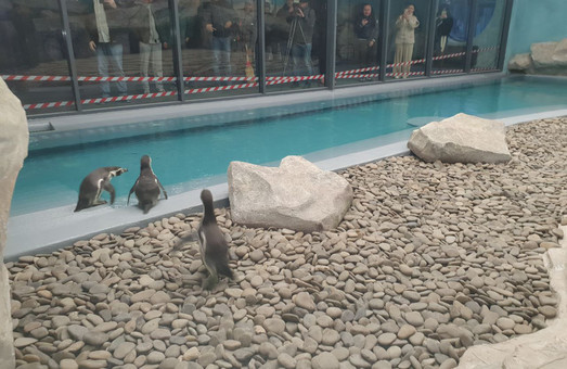 На Харьковской таможне растаможили пингвинов