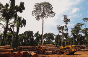 Ряд мировых брендов попал в громкий скандал из-за вырубки лесов