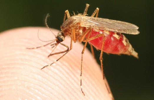 В мире возросла смертность от малярии на фоне распространения COVID-19