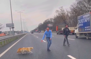 На трассе под Киевом водитель остановил движение, чтобы спасти собак (Видео)