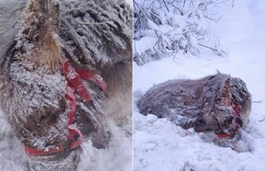 В России из монастыря выгнали старенького ослика Моисея – он замерз насмерть