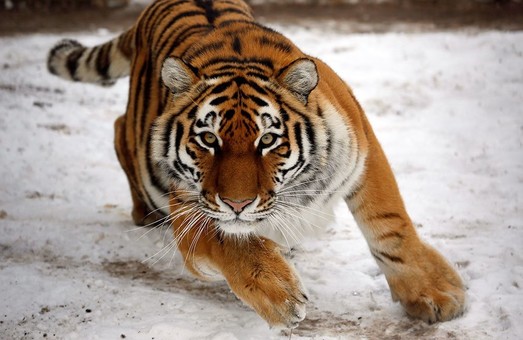 Видеоинсталляция тигра в Киеве стала крупнейшей в Европе (ВИДЕО)