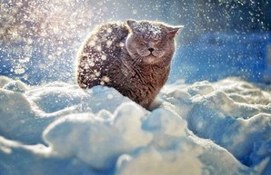 Погода в Украине на сегодня, 9 января: ожидаются сильные снегопады