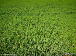 В Одесской области показали крупнейшие в Украине рисовые поля вдоль берега Дуная (ВИДЕО)