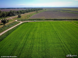 В Одесской области показали крупнейшие в Украине рисовые поля вдоль берега Дуная (ВИДЕО)