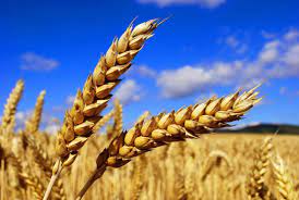 МИД Украины предостерег другие страны не покупать зерно у России