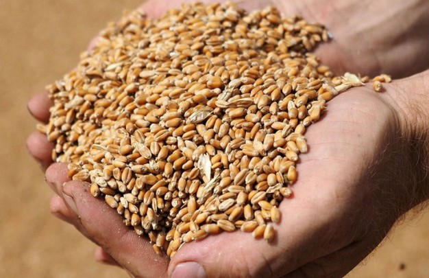В Украине выдвинули предложение создать организацию мировых стран-экспортеров зерновых